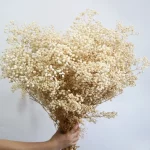 천연 신선한 말린 보존 꽃, Gypsophila Paniculata, 아기의 호흡 꽃다발, 결혼식 장식, 가정 장식을위한 선물 - 이미지 2