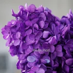 보존 된 수국 꽃 Paniculata 타원형 잎 DIY 재료 홈 웨딩 사무실 장식 크리스탈 접착제 꽃 향기로운 양초 - 이미지 6